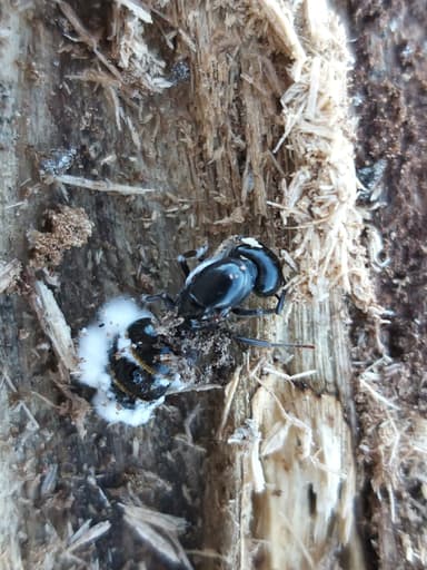 Camponotus herculeanus photo 23