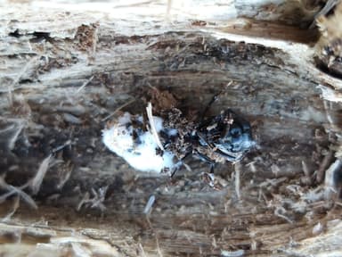 Camponotus herculeanus photo 25