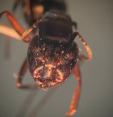 Camponotus herculeanus — queen photo 31