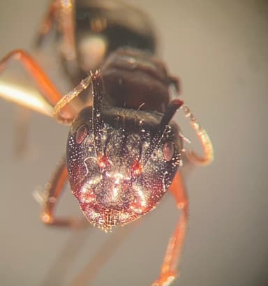Camponotus herculeanus — queen photo 32