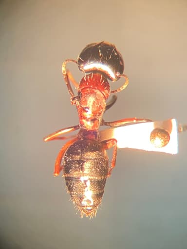 Camponotus herculeanus — queen photo 33