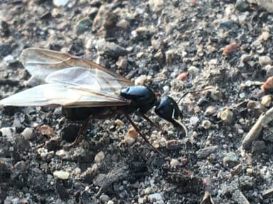 Camponotus herculeanus photo 34