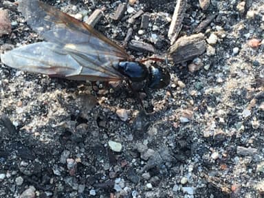 Camponotus herculeanus photo 35