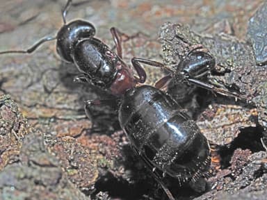 Camponotus herculeanus photo 39