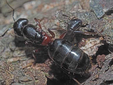 Camponotus herculeanus photo 40