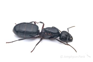 Camponotus herculeanus — worker photo 42