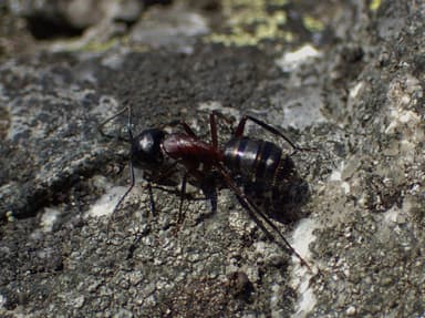 Camponotus herculeanus photo 44