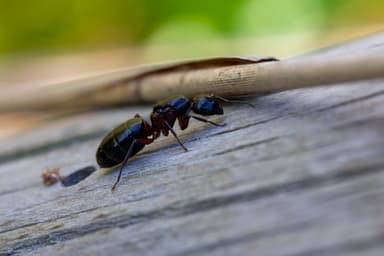 Camponotus herculeanus photo 46