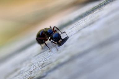 Camponotus herculeanus photo 47