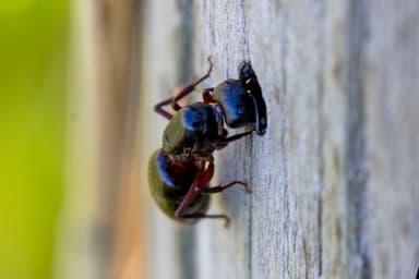 Camponotus herculeanus photo 49