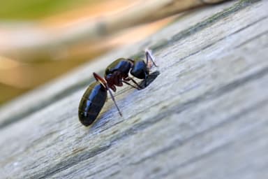 Camponotus herculeanus photo 50
