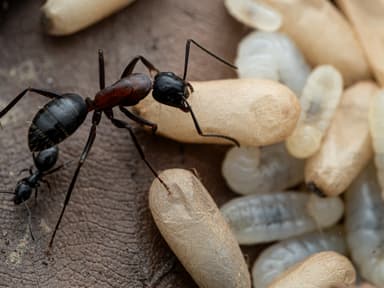 Camponotus herculeanus photo 52