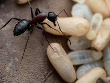 Camponotus herculeanus photo 53