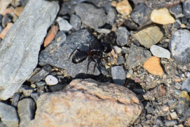 Camponotus herculeanus photo 54