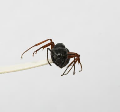 Camponotus herculeanus photo 56