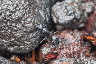 Camponotus herculeanus photo 57