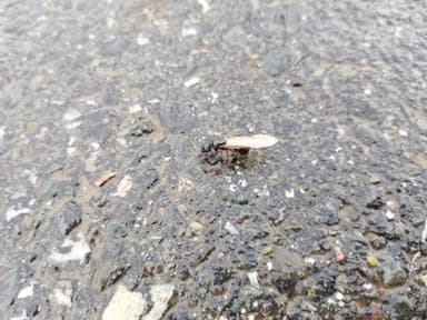 Camponotus herculeanus photo 58