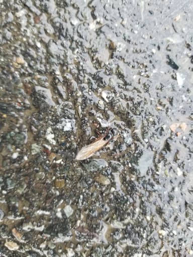 Camponotus herculeanus photo 59