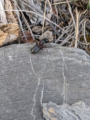 Camponotus herculeanus photo 61
