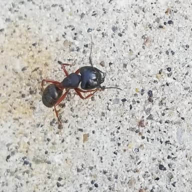 Camponotus herculeanus photo 62