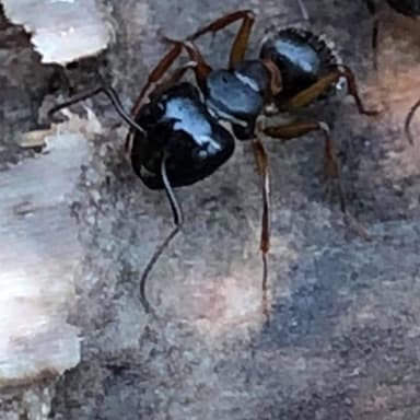 Camponotus herculeanus photo 63