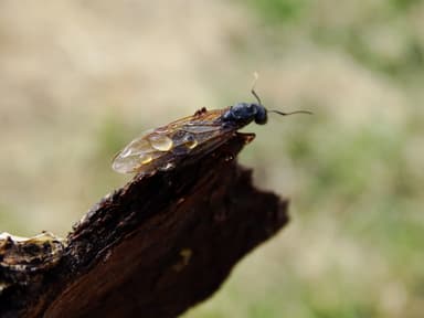 Camponotus herculeanus photo 65
