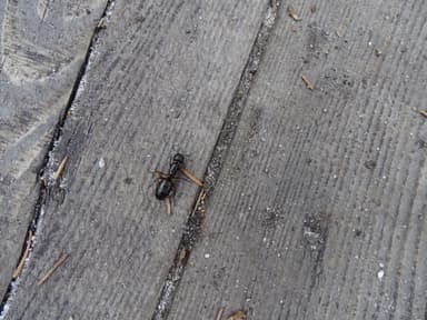 Camponotus herculeanus photo 66