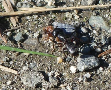 Camponotus herculeanus photo 67