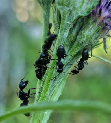Camponotus herculeanus photo 69