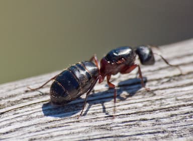 Camponotus herculeanus photo 76