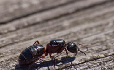Camponotus herculeanus photo 77