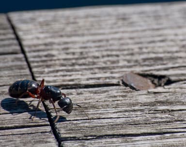 Camponotus herculeanus photo 79