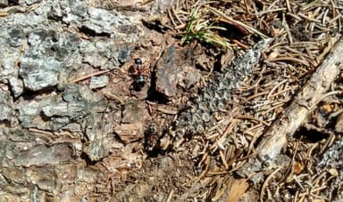 Camponotus herculeanus photo 81