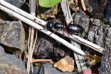 Camponotus herculeanus photo 83