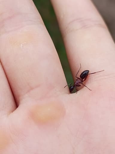 Camponotus herculeanus photo 84