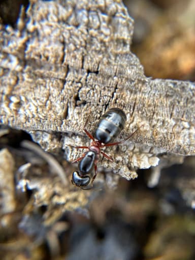Camponotus herculeanus photo 85