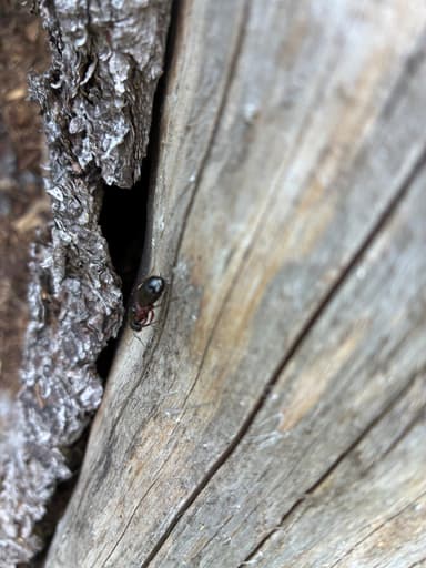 Camponotus herculeanus photo 87