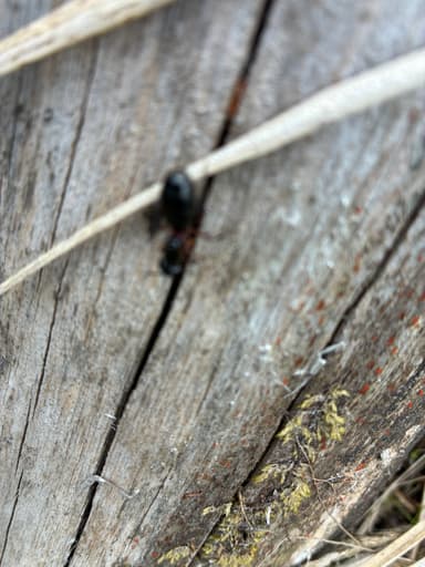 Camponotus herculeanus photo 88