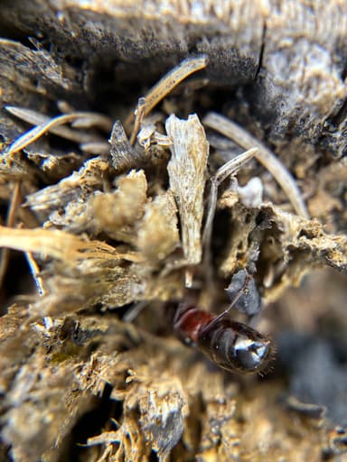 Camponotus herculeanus photo 89