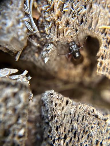Camponotus herculeanus photo 92
