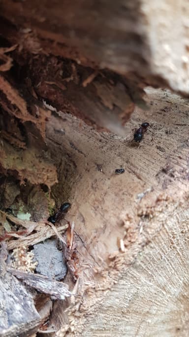 Camponotus herculeanus photo 93