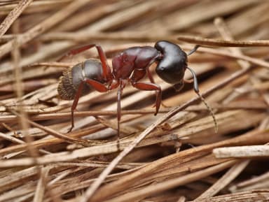 Camponotus herculeanus photo 95