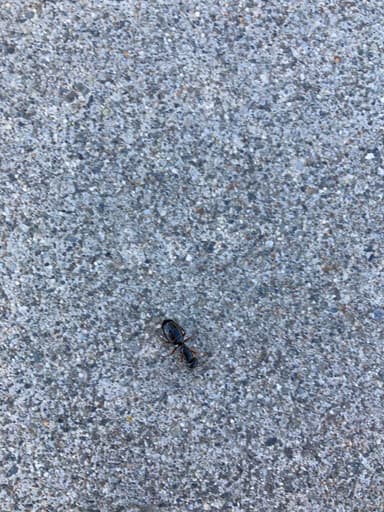 Camponotus herculeanus photo 96