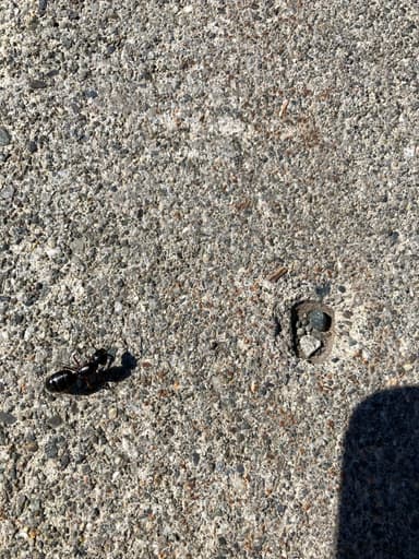 Camponotus herculeanus photo 97