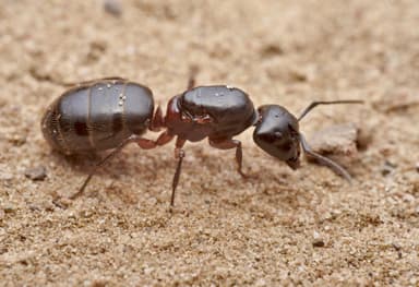 Camponotus herculeanus photo 100