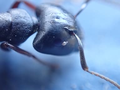 Camponotus herculeanus photo 101