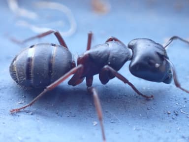 Camponotus herculeanus photo 103