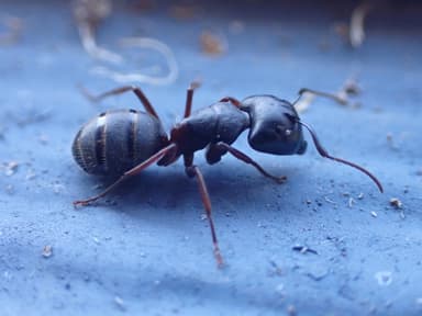 Camponotus herculeanus photo 104