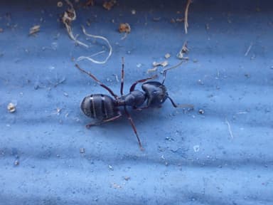 Camponotus herculeanus photo 105