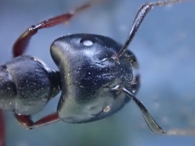 Camponotus herculeanus photo 106